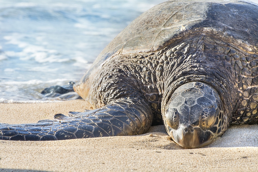 Where to Spot the Best Wildlife on Maui